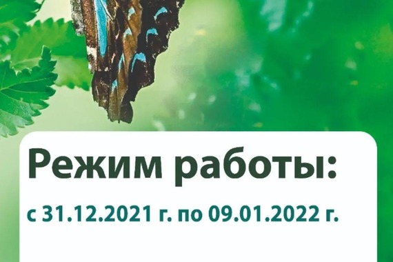 График работы Сада Бабочек в&nbsp;новогодние праздники