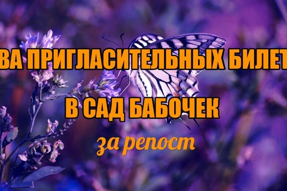 МУЗЕЙ МЕДВЕДЯ РАЗЫГРЫВАЕТ ПРИГЛАСИТЕЛЬНЫЕ В&nbsp;САД БАБОЧЕК!